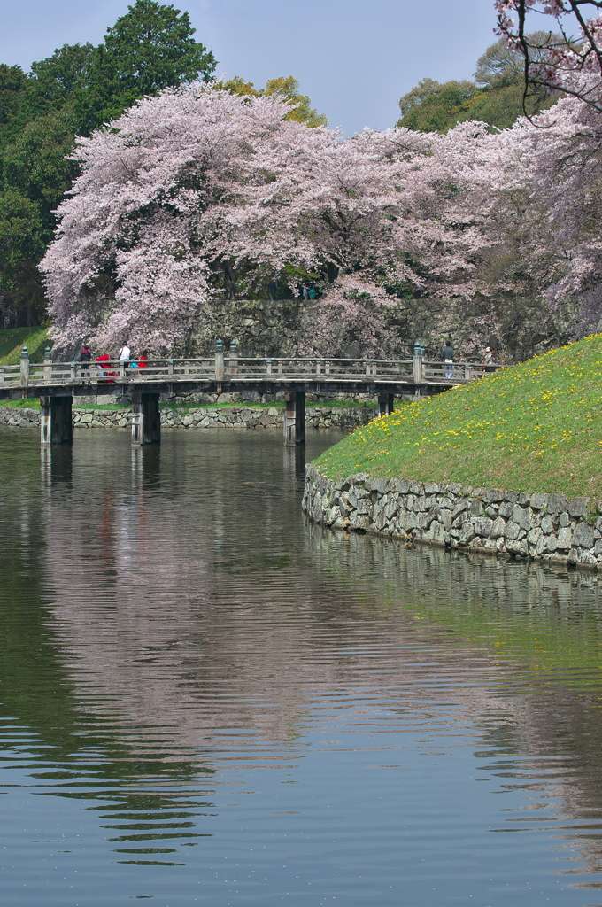 彦根城の桜１