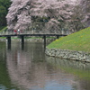 彦根城の桜１