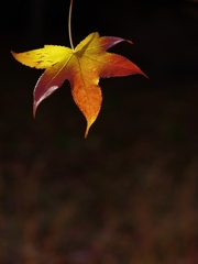 紅色探し３（唐楓）