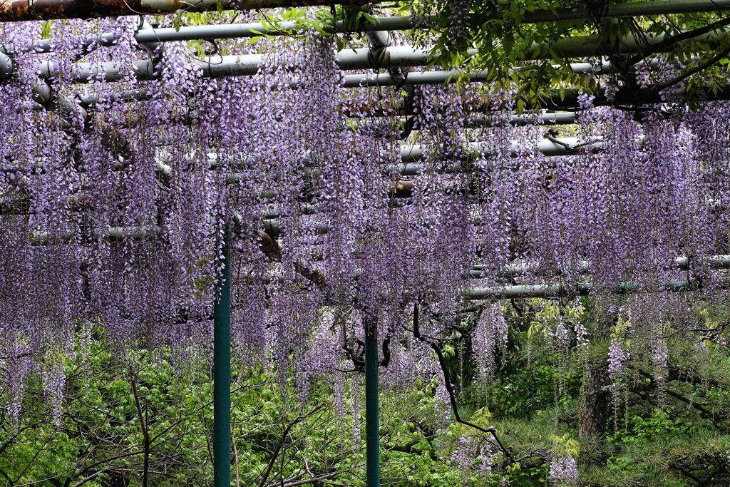 神社の野田藤（ノダフジ）が咲いた２