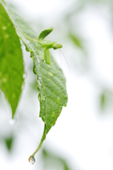 雨上がりの蟷螂（カマキリ）１