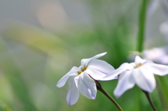 早春の野草花１６（ハナニラ）