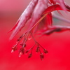 神社の枝垂紅葉（シダレモミジ）１