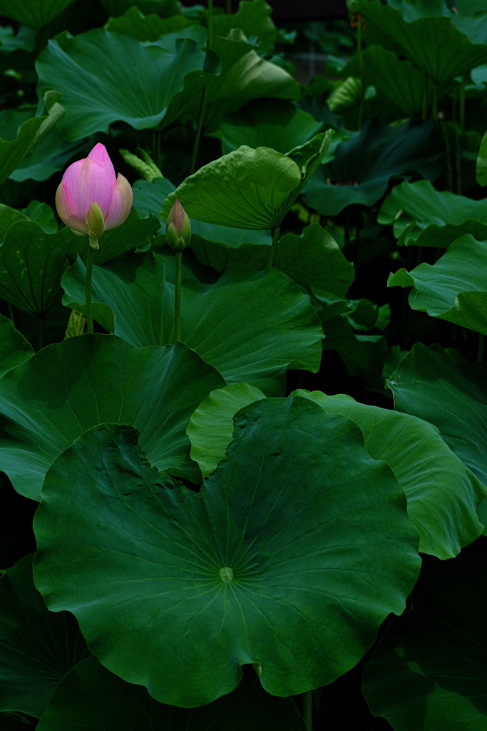 平池公園の蓮（ハス）２