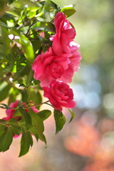 神社の山茶花（サザンカ）が咲いた３