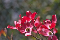 春の街角に咲く花水木（ハナミズキ）１