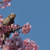 鵯（ヒヨドリ）と河津桜（カワヅザクラ）１