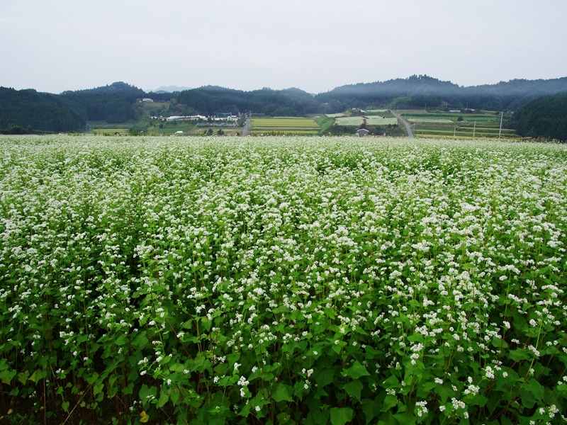 里山の風景２（笠の蕎麦畑）