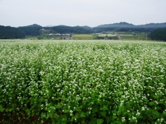 里山の風景２（笠の蕎麦畑）