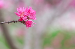 菊桜（キクザクラ）