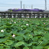 蓮（ハス）の溜池を行くＥＶＡ５００系