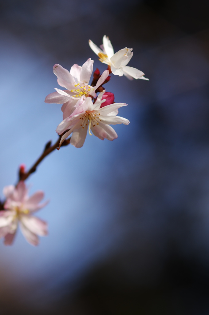 正月桜（ショウガツザクラ）