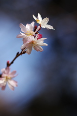 正月桜（ショウガツザクラ）