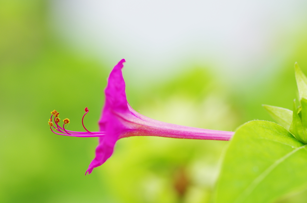 白粉花（オシロイバナ）