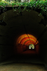 森林植物園の青葉トンネル２