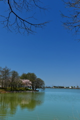 天満大池公園の１本桜２