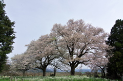 奥琵琶湖桜三昧１０（夫婦桜）