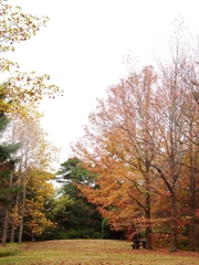 紅葉三昧１（シアトルの森）