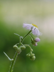 春紫苑（ハルシオン）５