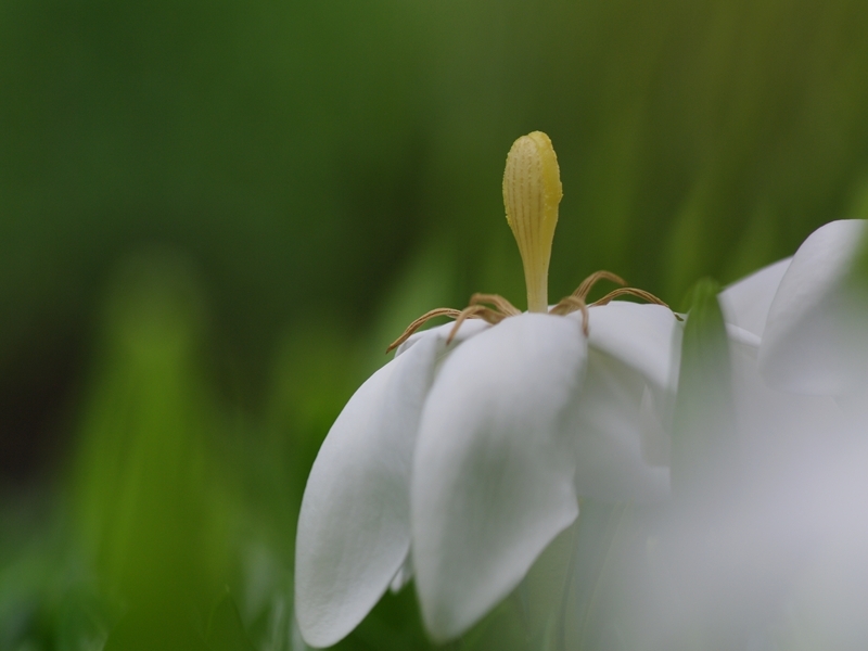 梔（クチナシ）３