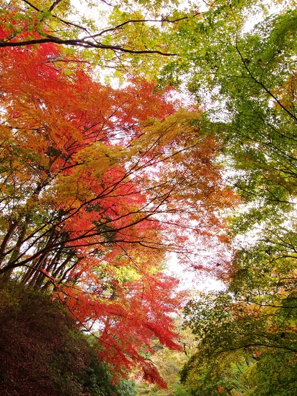 紅葉三昧６（森林植物園１)