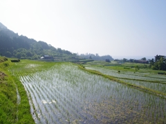 丹後半島の棚田２