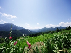 丸山千枚田（まるやませんまいだ）
