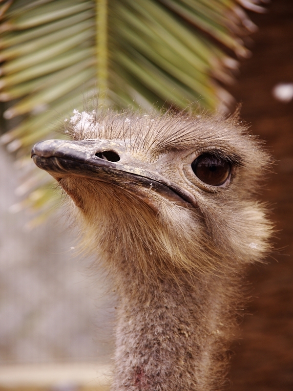 王子動物園４（ダチョウ）