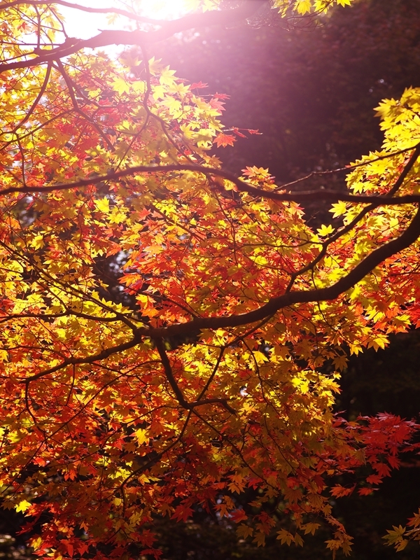 六甲高山植物園の紅葉２