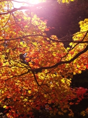 六甲高山植物園の紅葉２
