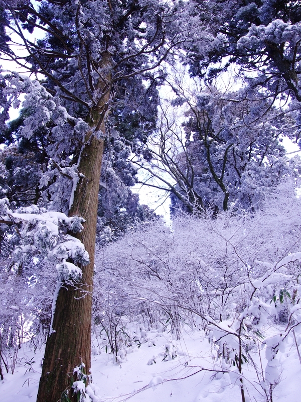 金剛山の雪景色３