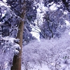 金剛山の雪景色３