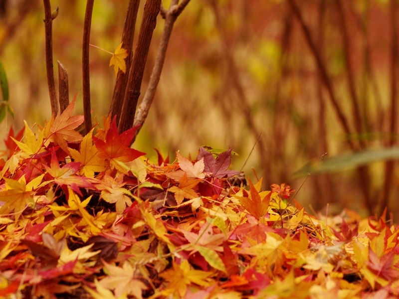 森林植物園の紅葉２
