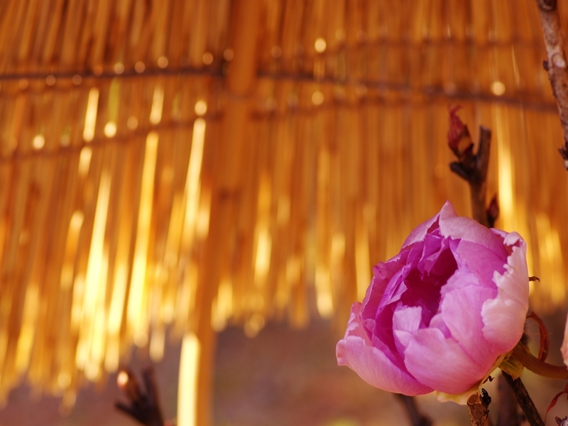 石光寺の寒牡丹（カンボタン）
