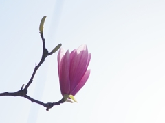 唐木蓮（トウモクレン）逆光