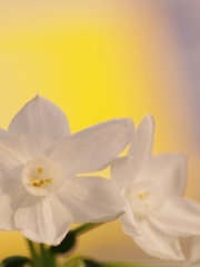 水仙（ペイパーホワイト）