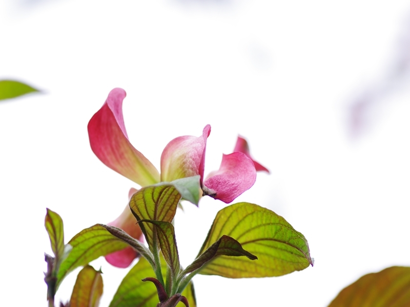 春を告げる花々２０（花水木）