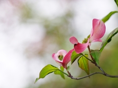 花水木（ハナミズキ）