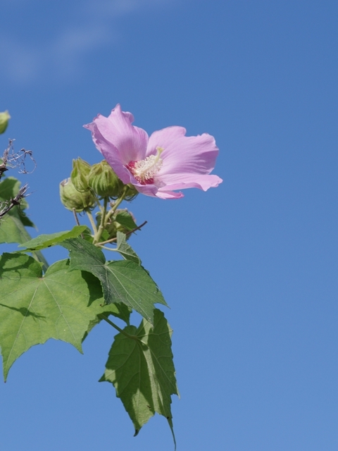 芙蓉（フヨウ）