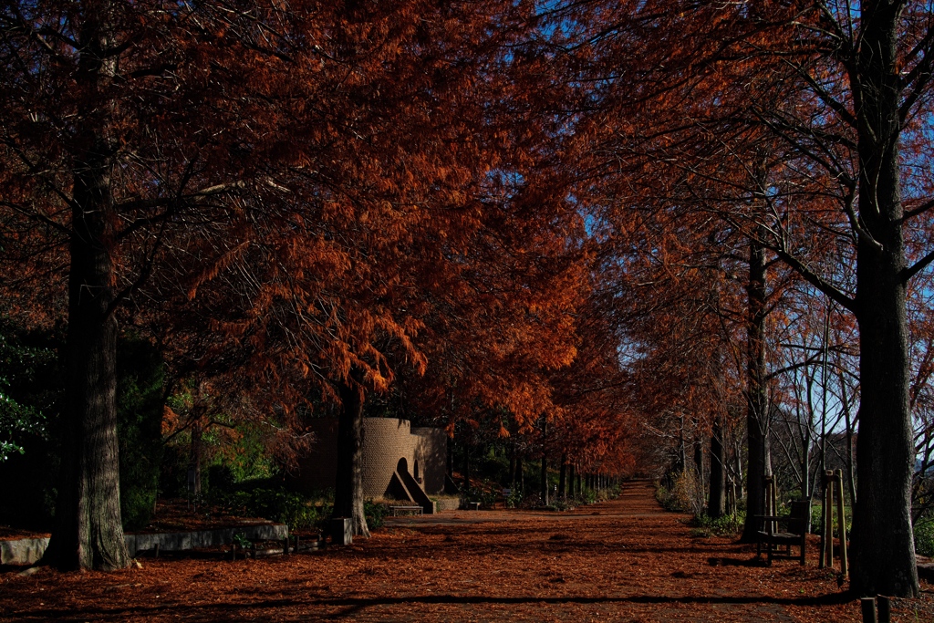 播磨中央公園にて１（ラクウショウ並木）