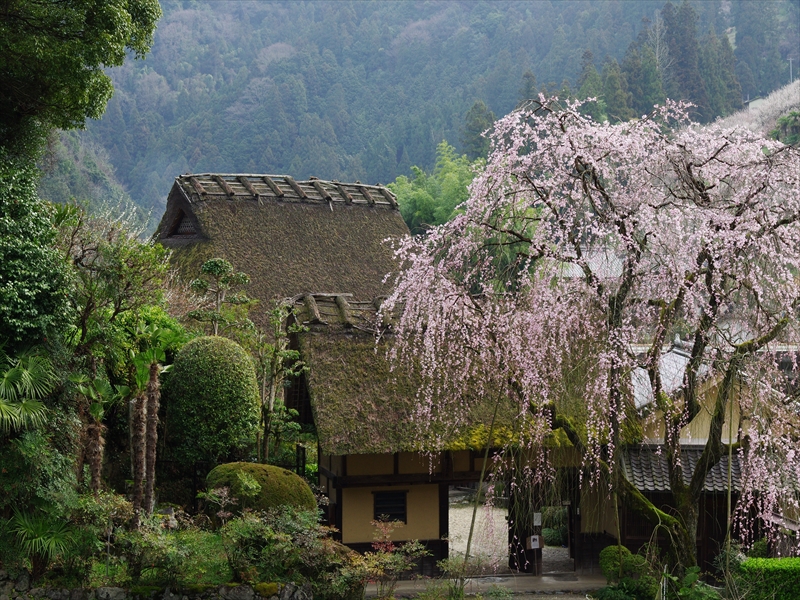 奈良花巡り１（賀名生皇居跡の枝垂れ桜）