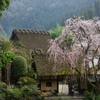 奈良花巡り１（賀名生皇居跡の枝垂れ桜）