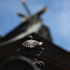 神社の本殿（ほんでん）