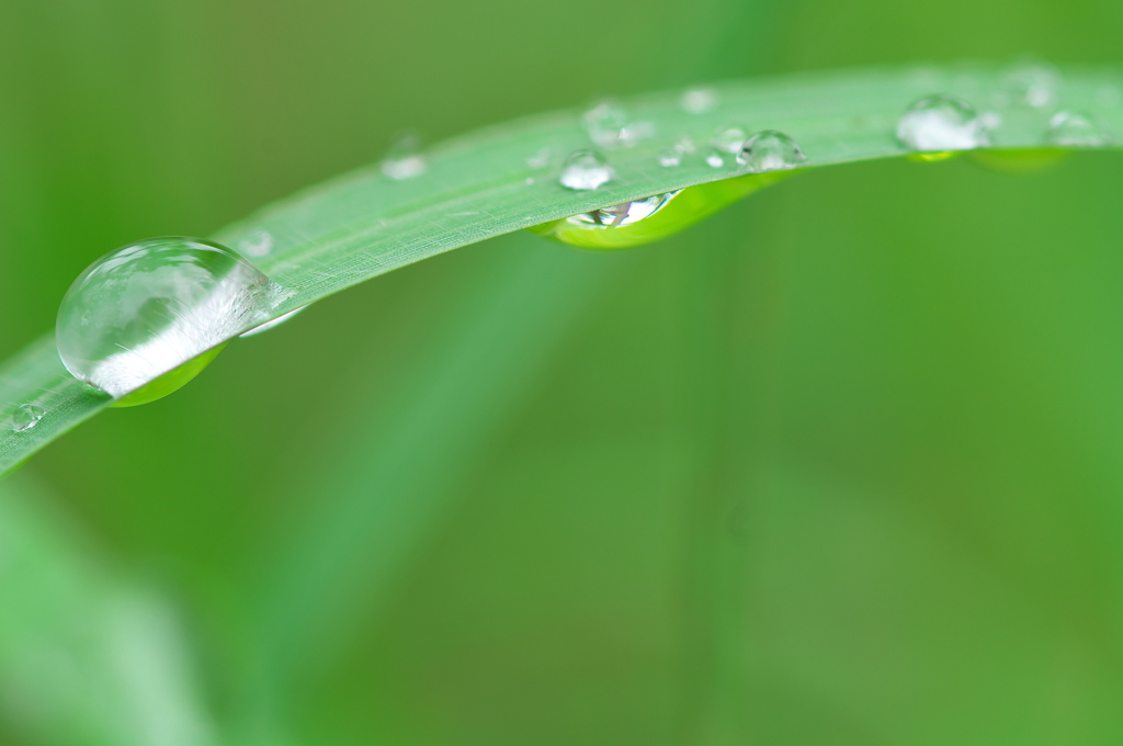 雨上がりの雫（しずく）１