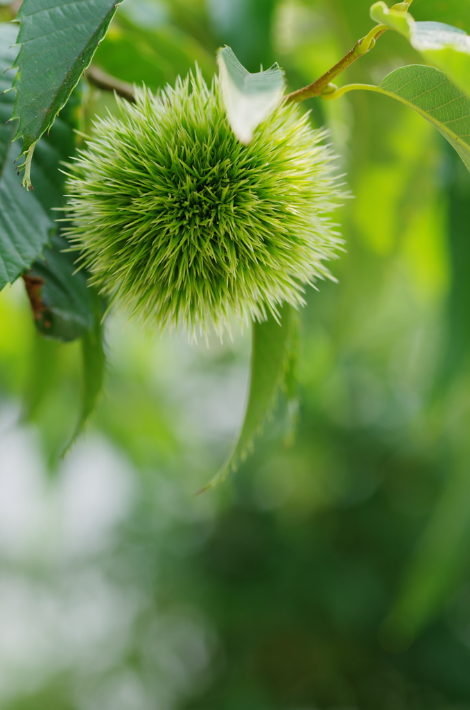 栗（クリ）の実