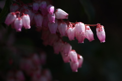 春を告げる路傍の花々（アセビ）