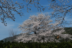 和らぎの道の一本桜１