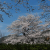 和らぎの道の一本桜１