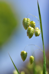 路傍に咲く野草花（コバンソウ）