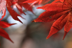 住吉神社の紅葉（モミジ）１